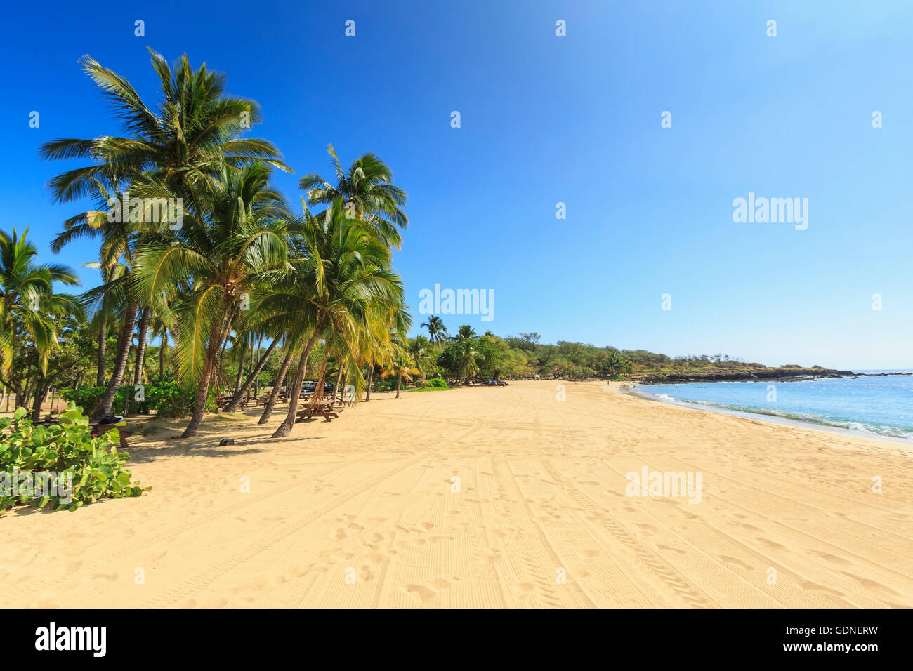 Golden Beach et palm tree's à Hulopo'e Beach Park, l'île de Lanai, Hawaii, USA Banque D'Images