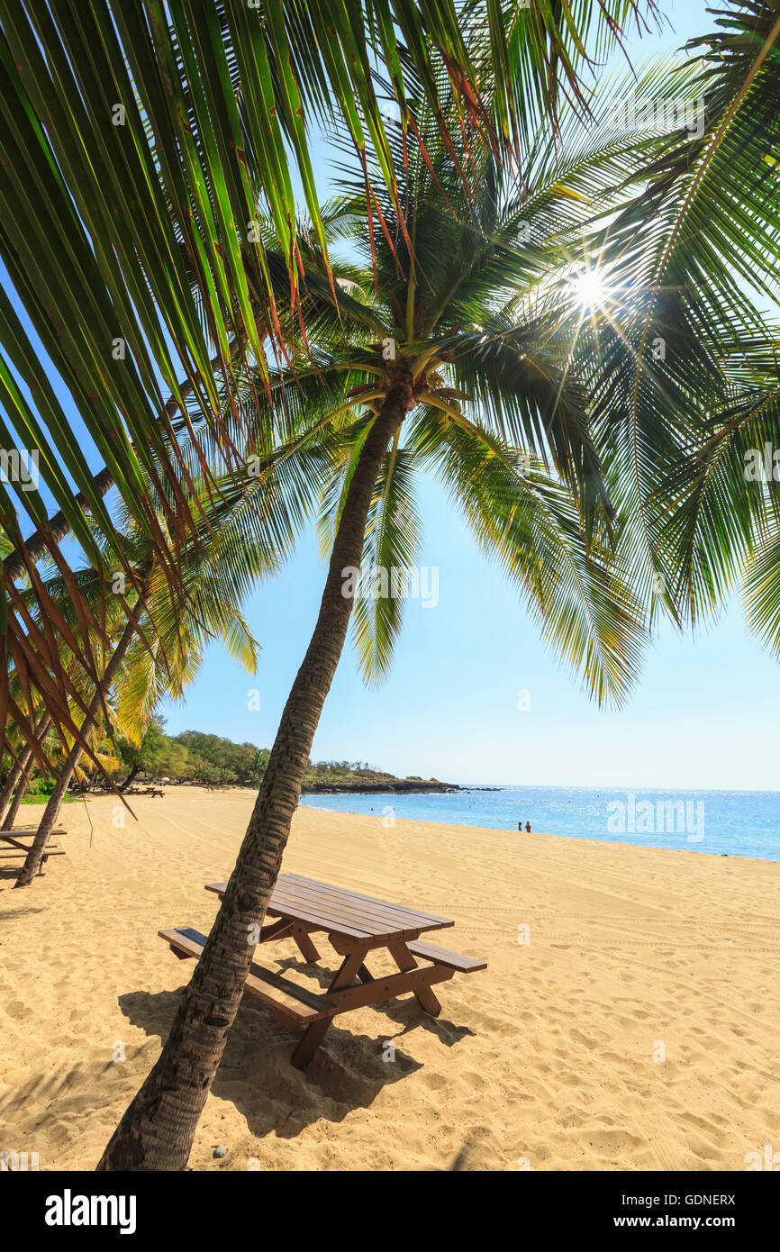 Golden Beach et palm tree's à Hulopo'e Beach Park, l'île de Lanai, Hawaii, USA Banque D'Images