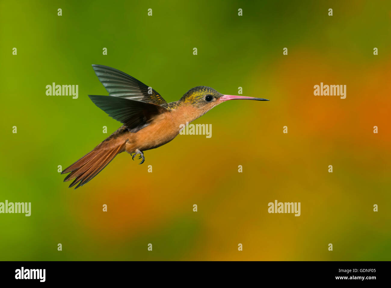 Amazilia rutila Cinnamon Hummingbird rutila Puerto Vallarta, Jalisco, Mexique 14 juin des profils en vol. Trochilidés Banque D'Images