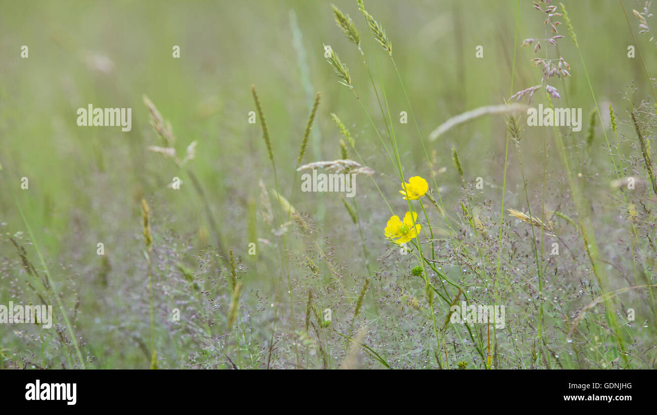 Renoncules et meadow grass. Banque D'Images