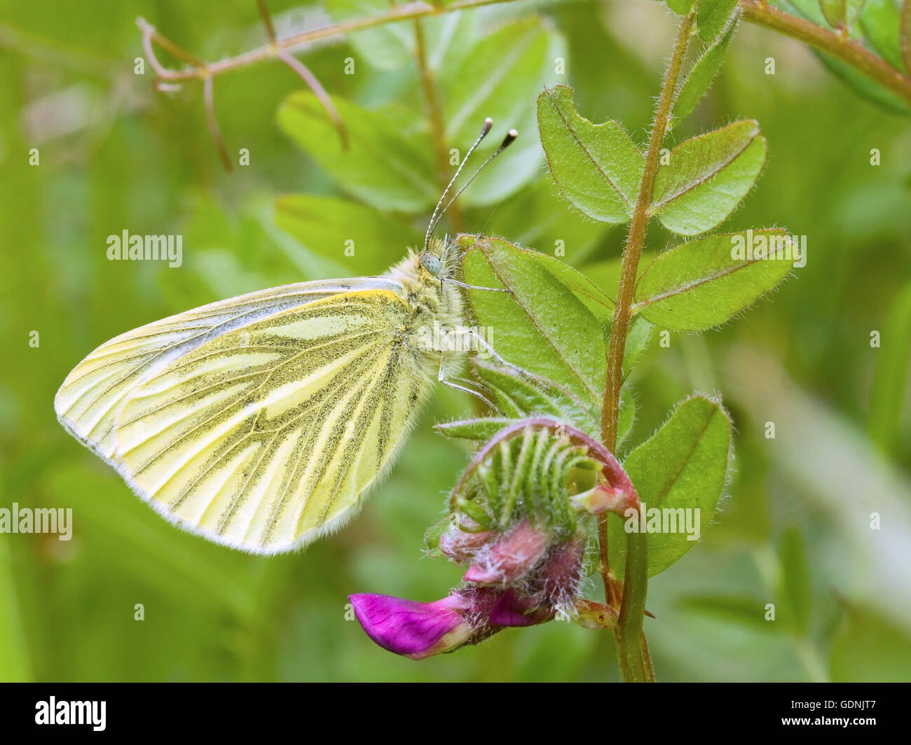 Papillon blanc veiné vert Banque D'Images