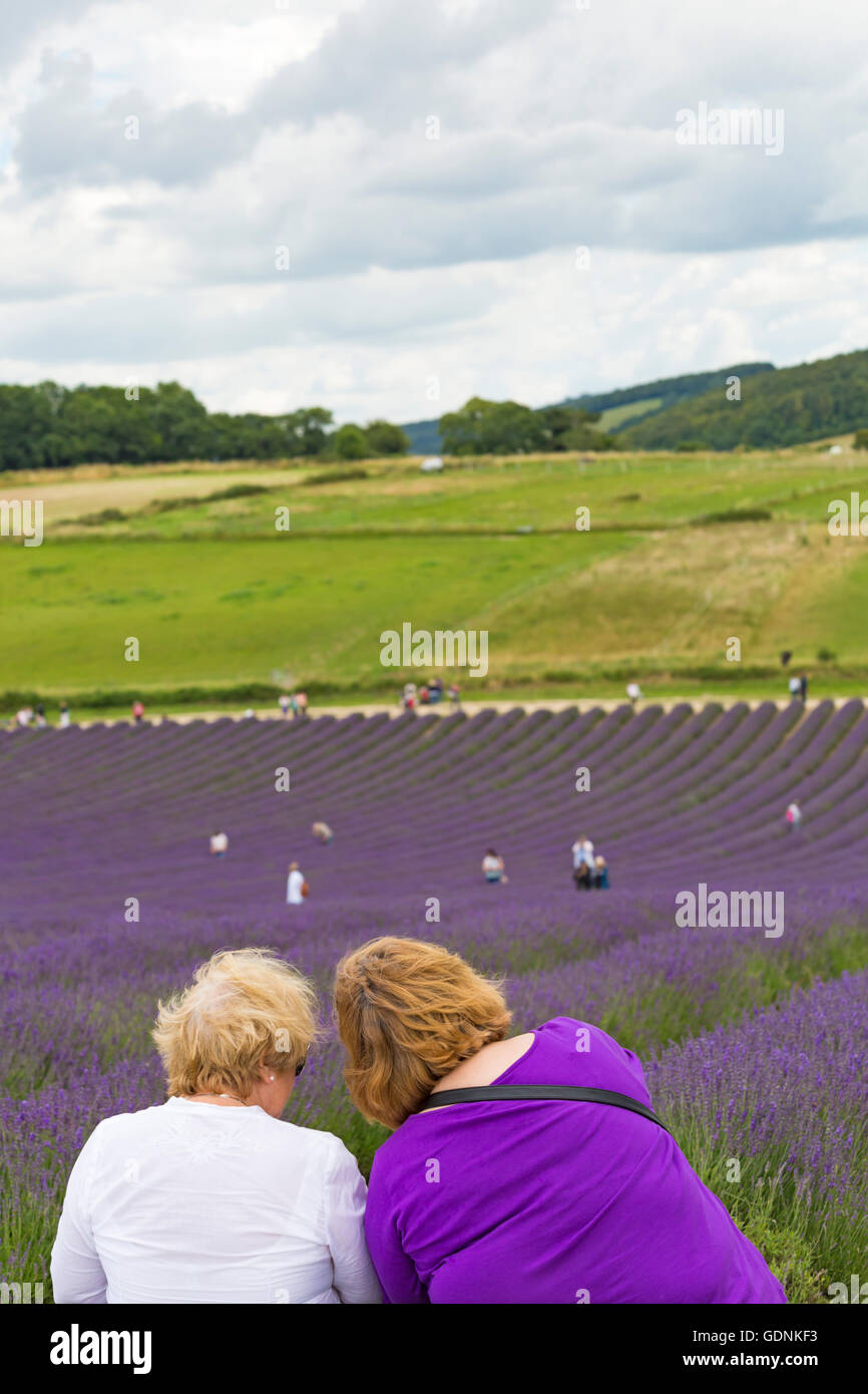 Les visiteurs apprécient la lavande lors d'une journée portes ouvertes à la ferme de Lordington Lavender, Lordington, Chichester, West Sussex, Royaume-Uni en juillet Banque D'Images