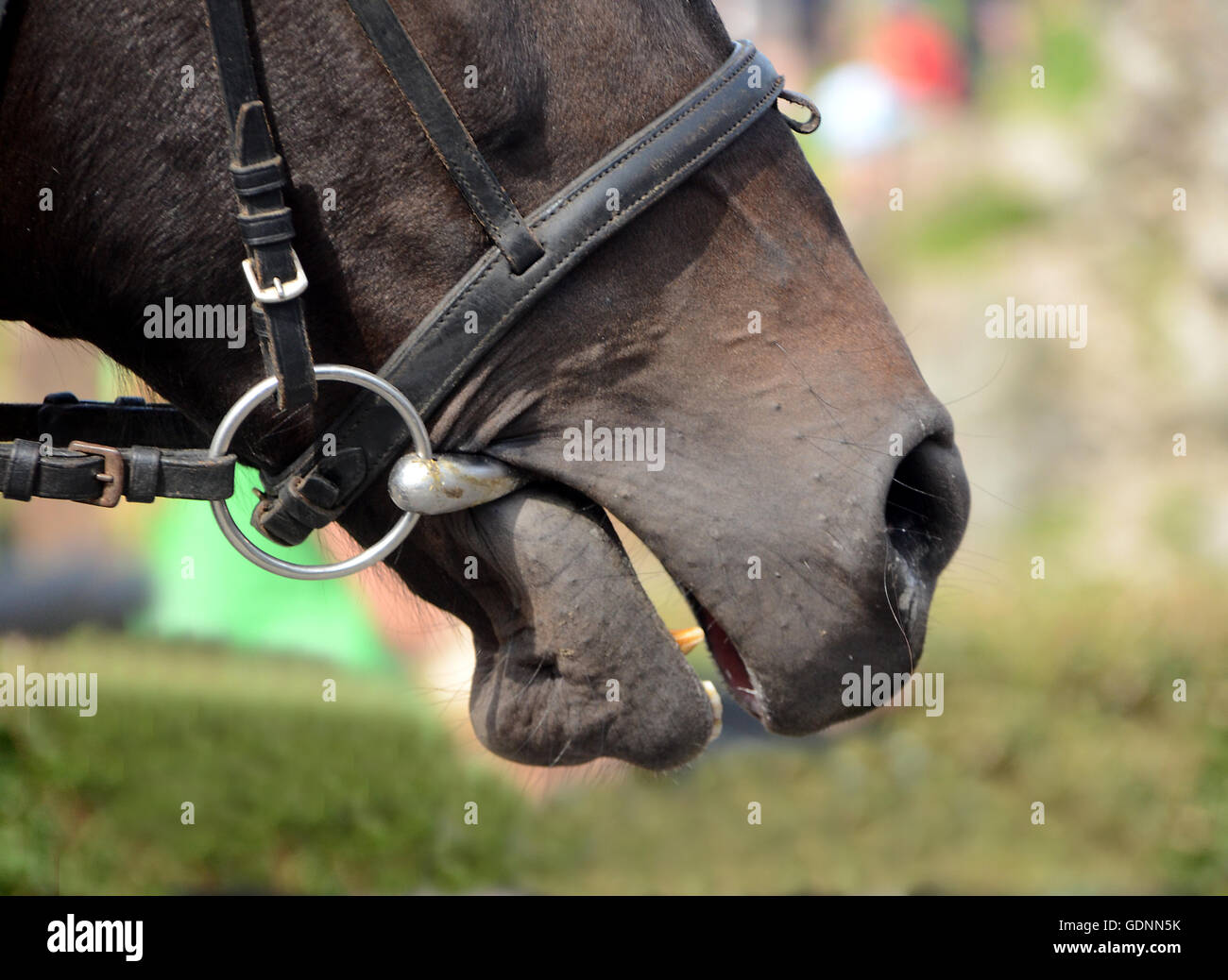 Cheval avec peu dans la bouche. Banque D'Images