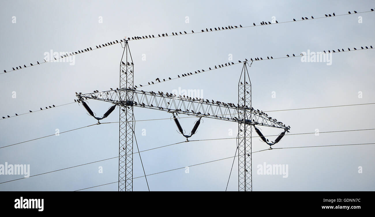 Les oiseaux migrateurs trouver ensemble sur les fils d'électricité à l'automne, avant de commencer la migration vers les zones les plus chaudes pour l'hiver. Banque D'Images