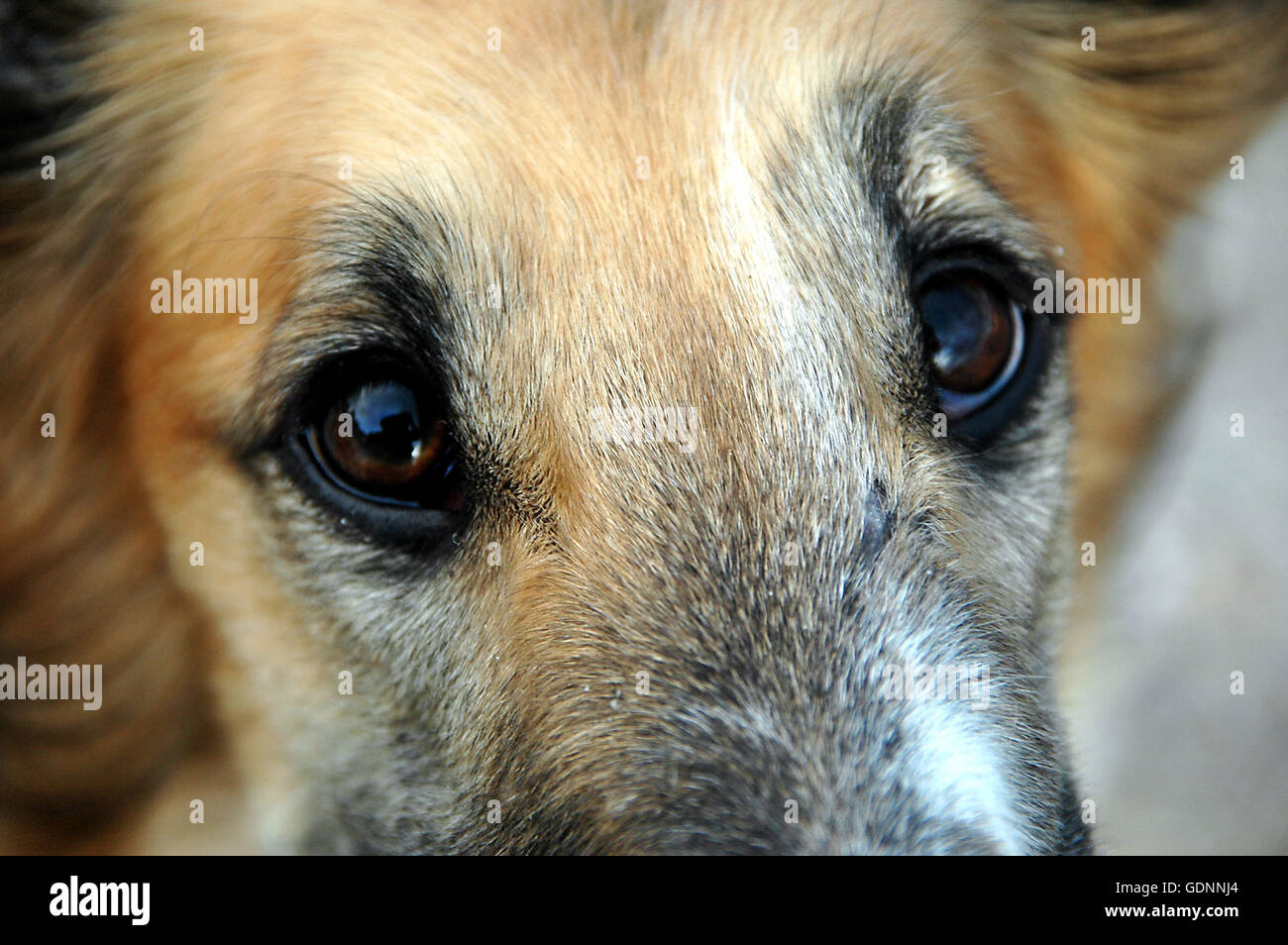 Les yeux mélancoliques d'un chien barzoï vu fermer. Banque D'Images