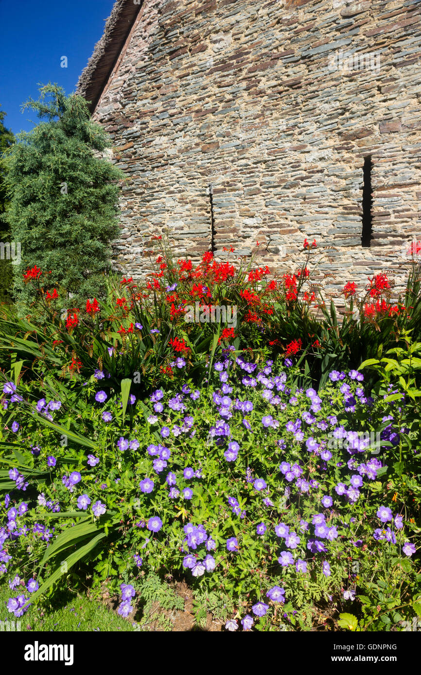 Crocosmia 'Lucifer' rouge et bleu Geranium 'Rozanne' devant le mur de la grange de chaume à la maison du jardin Banque D'Images