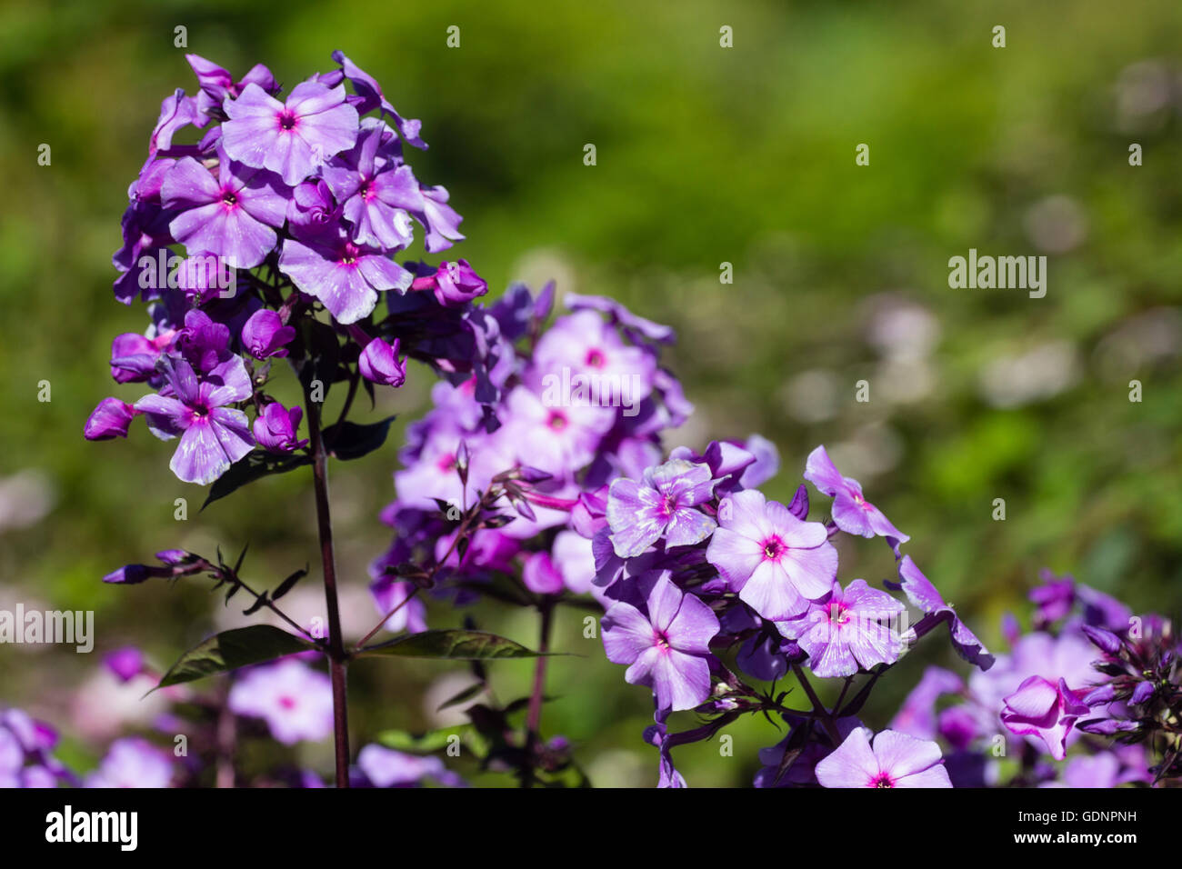 Des fleurs vivaces parfumées, Phlox paniculata 'Blue Paradise' Banque D'Images