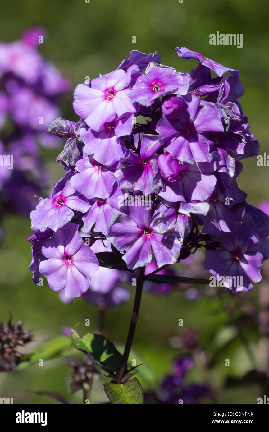 Des fleurs vivaces parfumées, Phlox paniculata 'Blue Paradise' Banque D'Images