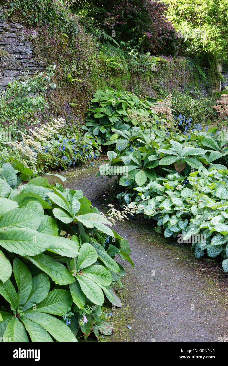 Grandes feuilles vivaces Rodgersia pinnata, Brunnera 'Jack Frost' et Deinanthe dominent deux frontières ombragé à la maison du jardin. Banque D'Images