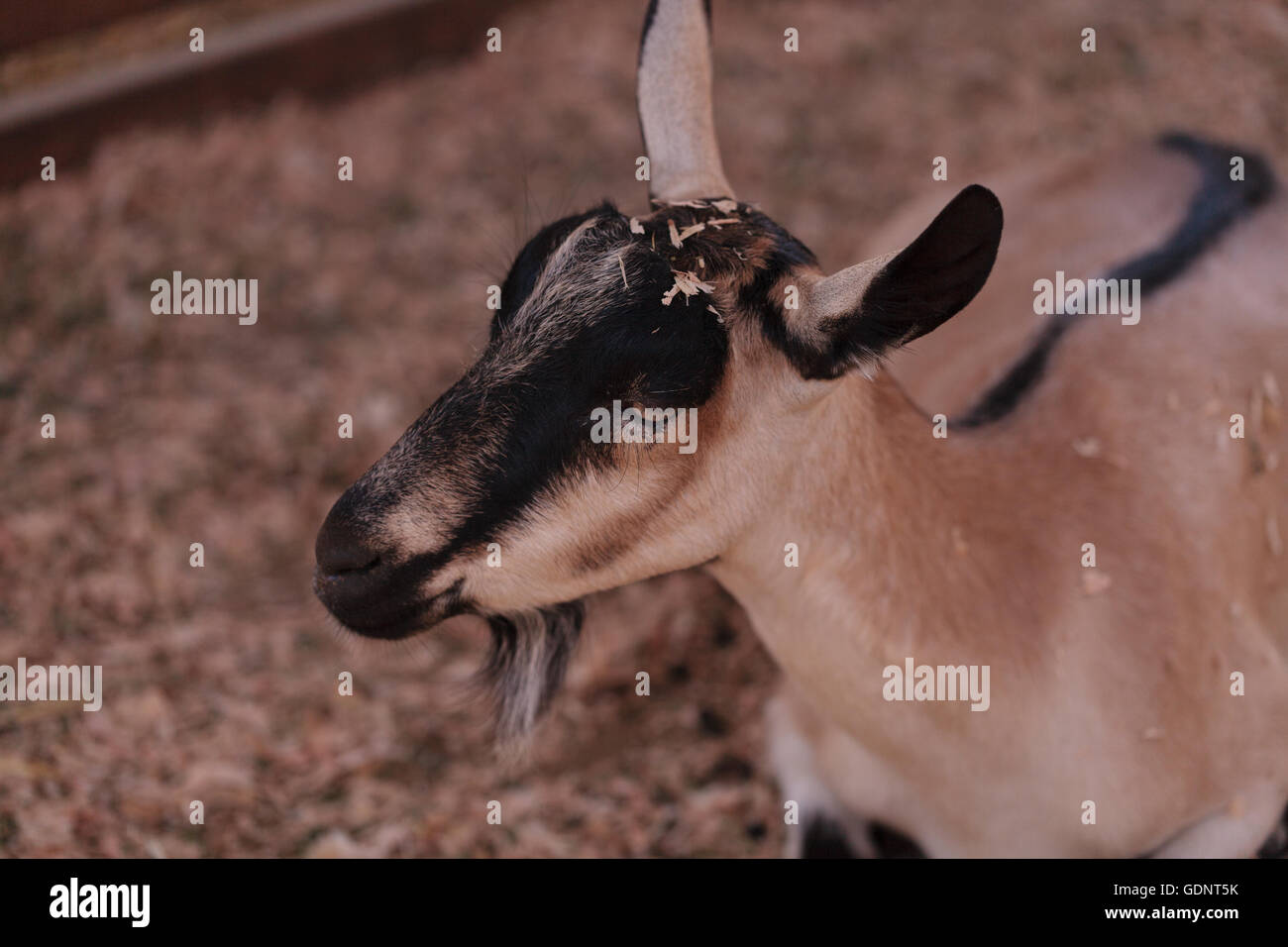 Chèvre Alpine, Capra aegagrus hircus, dans une grange sur une petite ferme en été. Banque D'Images