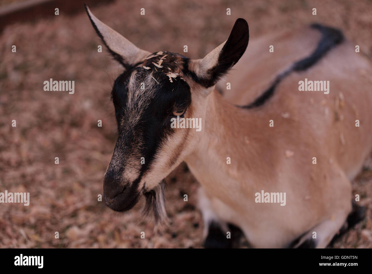 Chèvre Alpine, Capra aegagrus hircus, dans une grange sur une petite ferme en été. Banque D'Images