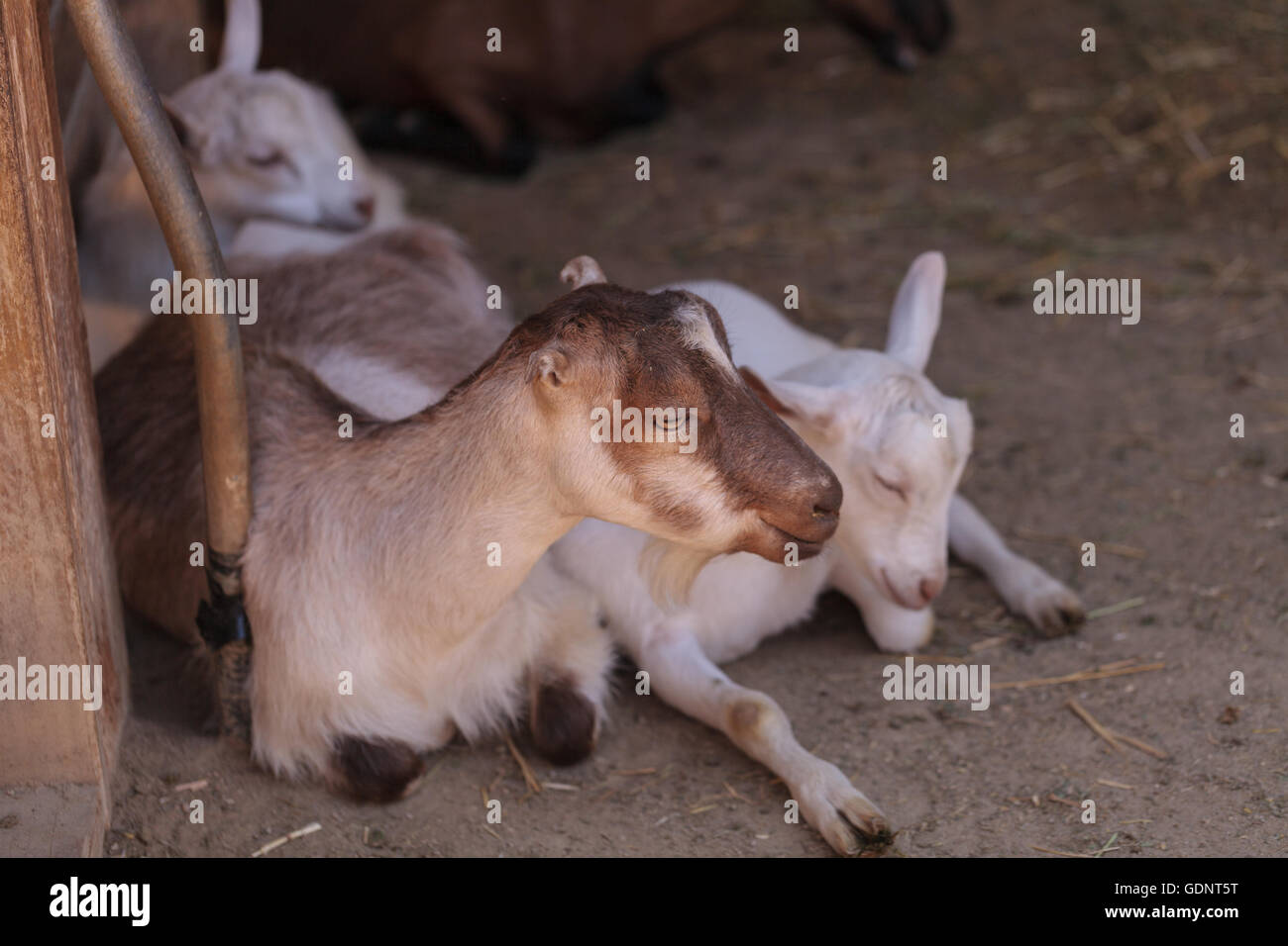 Chèvre Alpine, Capra aegagrus hircus, dans une grange sur une petite ferme en été. Banque D'Images
