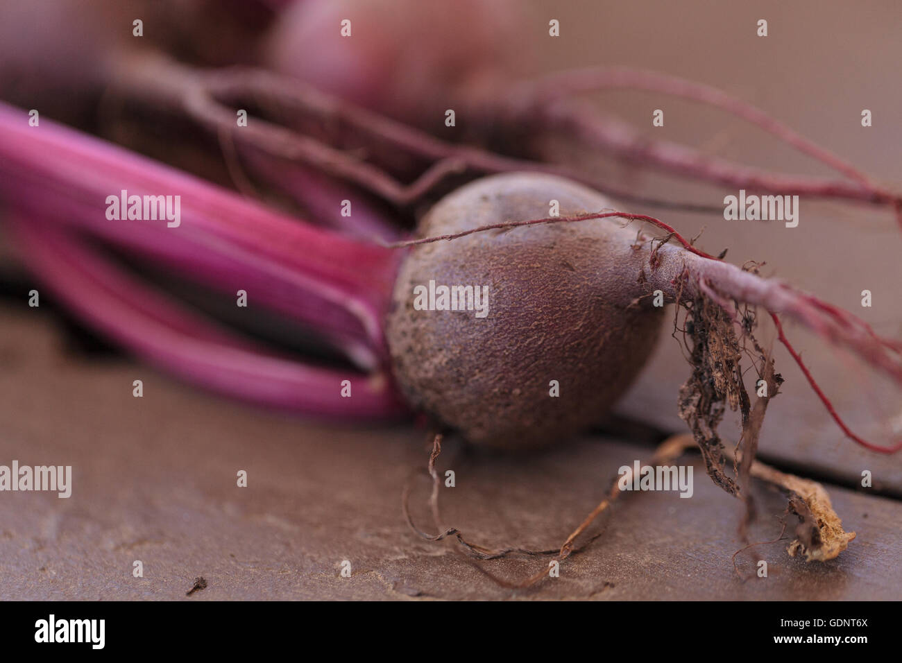 Betterave rouge cultivé dans un jardin biologique en été dans le sud de la Californie. Banque D'Images