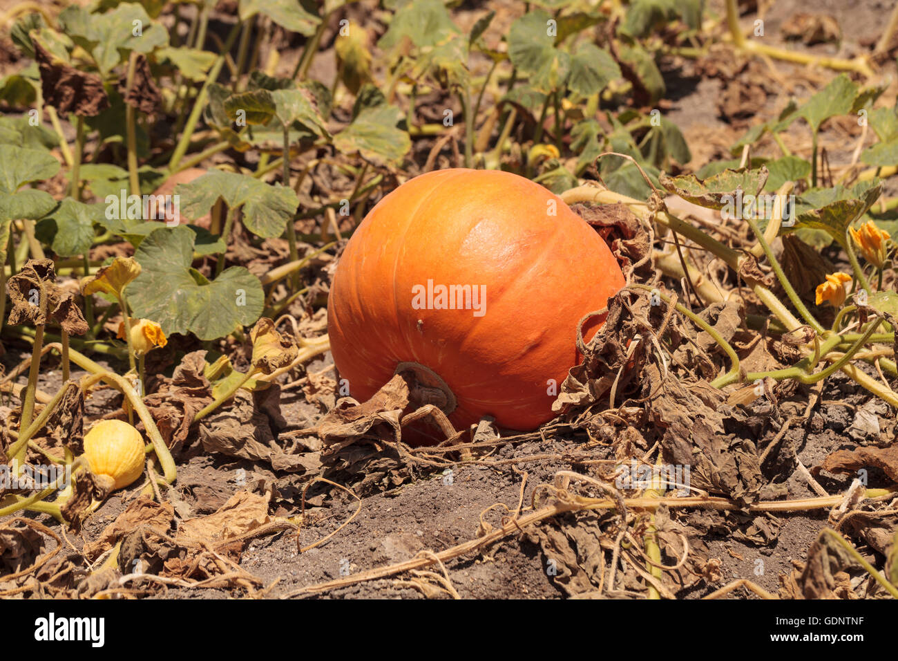 Pumpkin pousse dans un jardin potager bio au printemps dans le sud de la Californie. Banque D'Images