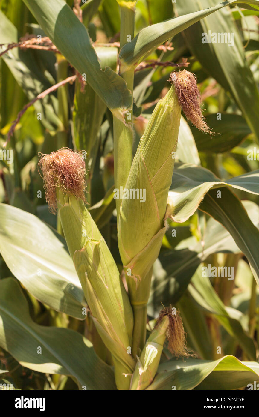 Le maïs doux en croissance sur une tige dans un jardin biologique au printemps dans le sud de la Californie. Banque D'Images