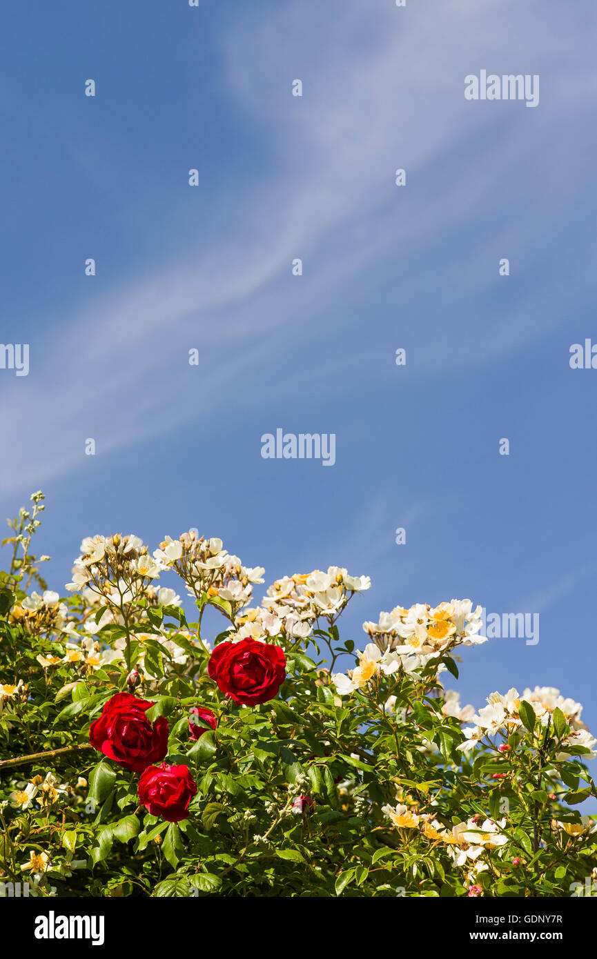 Jardin Vertical photo montrant la floraison des roses rouges et blanches sous un ciel bleu Banque D'Images