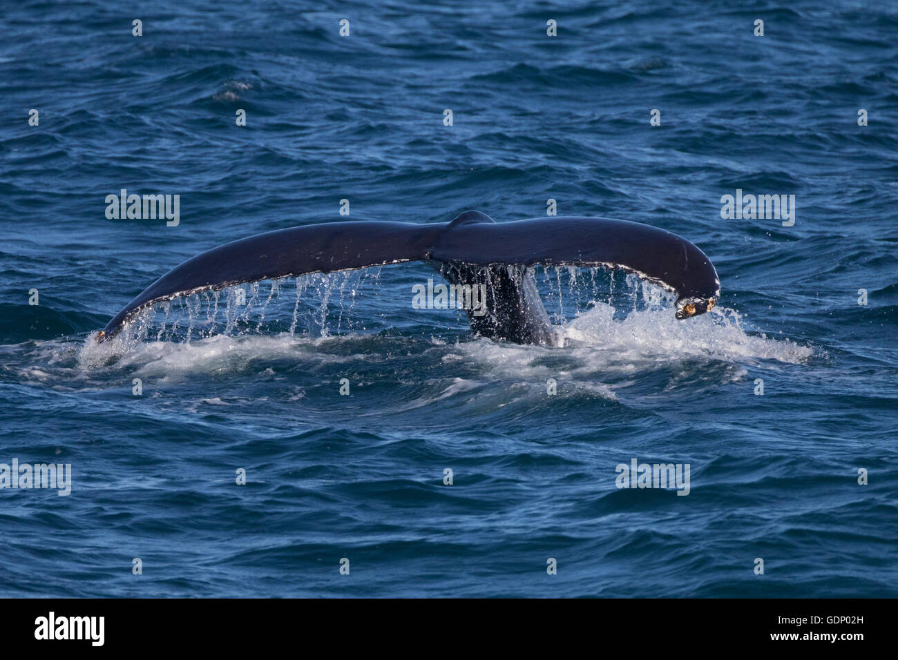 Nageoire caudale de baleine à bosse Banque D'Images