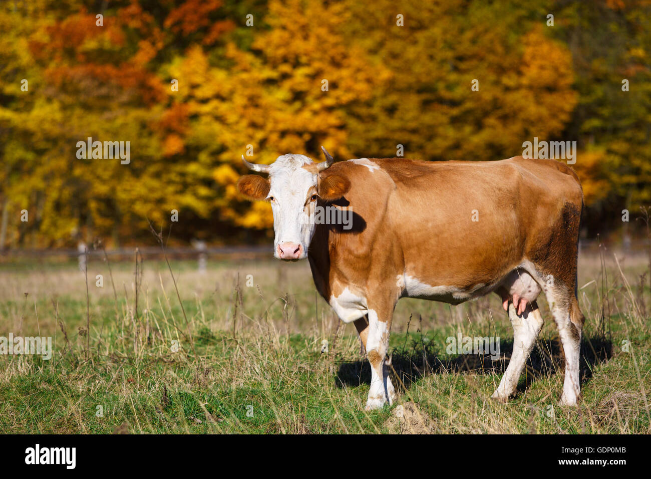 Seule vache broute dans le champ. Blazing orange maple tree met en lumière vert pâturage. Banque D'Images