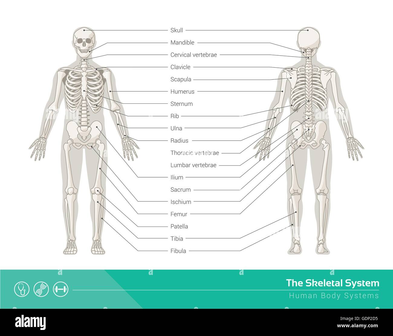 Le système squelettique humain, illustrations vectorielles de squelette humain vue avant et arrière Illustration de Vecteur
