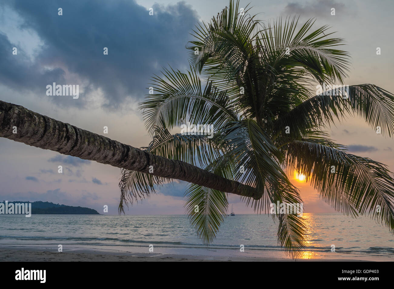 Cocotier dans l'île tropicale beach Banque D'Images