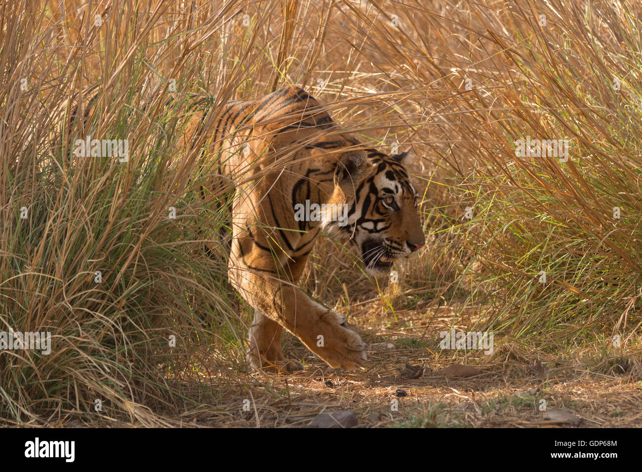 Tigre du Bengale Royal sauvage dans le parc national de Ranthambore au Rajasthan, Inde Banque D'Images
