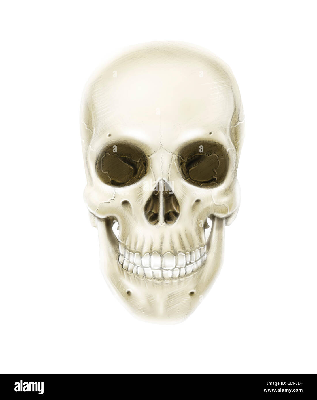 Vue antérieure du crâne humain. Banque D'Images