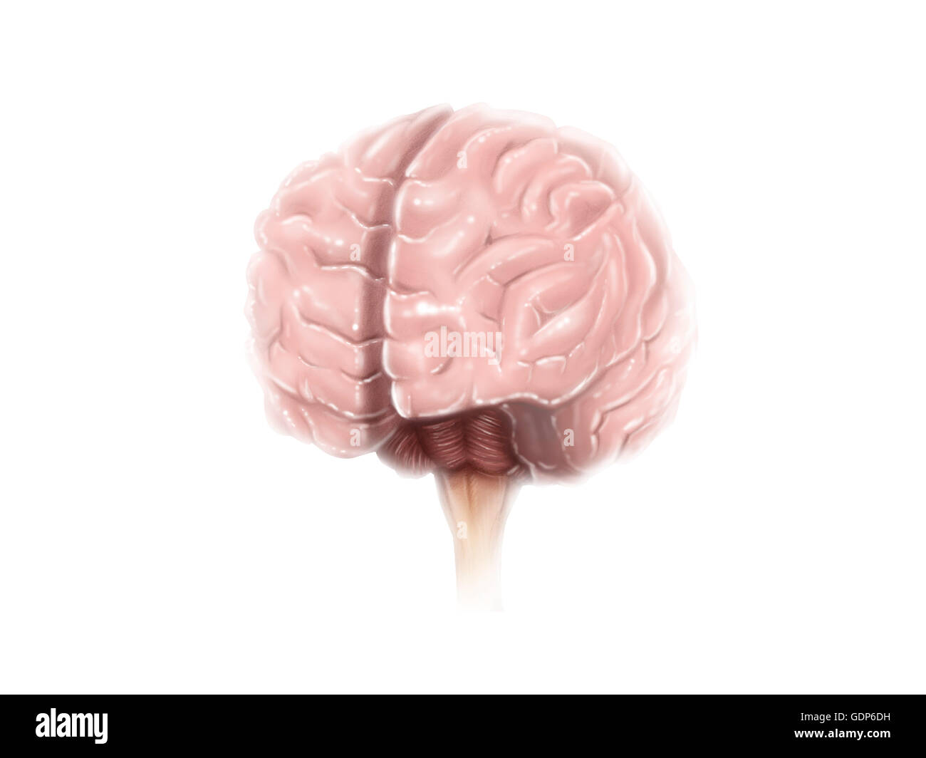 L'anatomie de la surface du cerveau. Banque D'Images