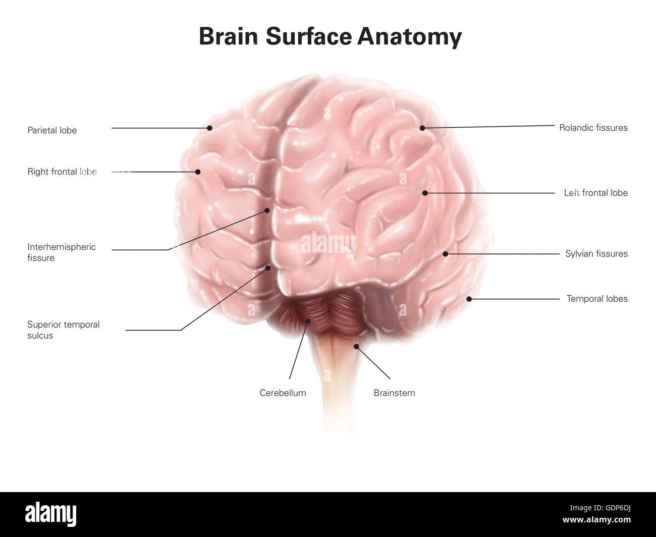 L'anatomie de la surface du cerveau, avec des étiquettes. Banque D'Images