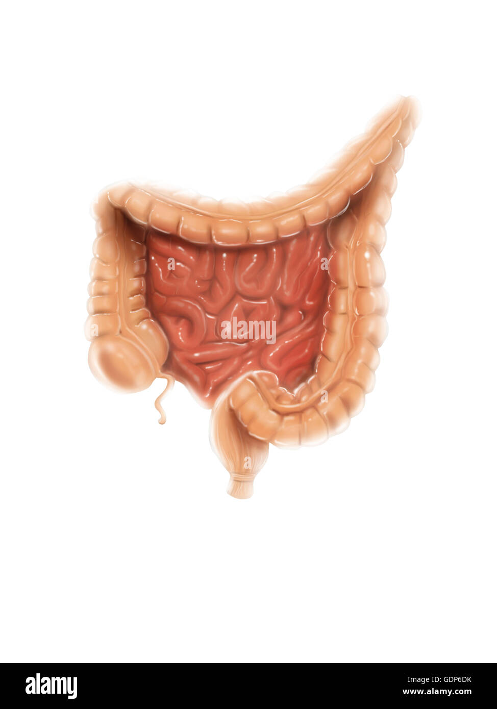 General colon anatomie. Banque D'Images