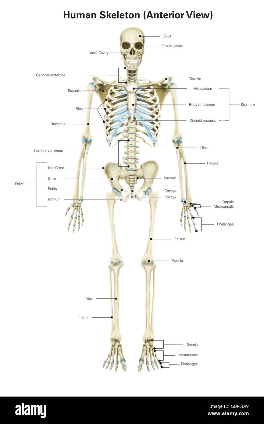 Vue antérieure du squelette humain, avec des étiquettes. Banque D'Images