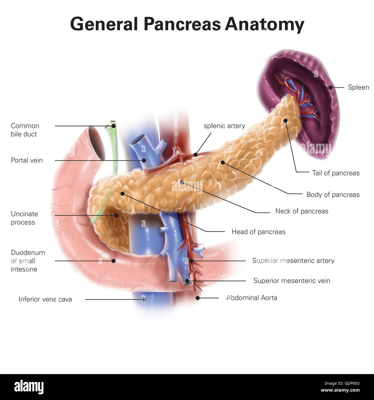 Des droits de l'anatomie du pancréas, avec des étiquettes. Banque D'Images