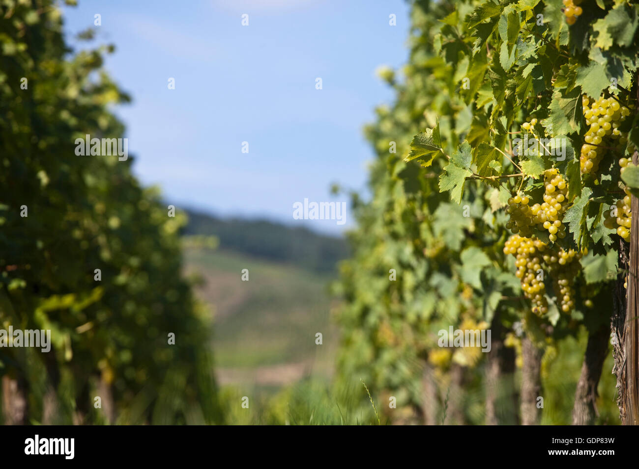 Rangées de vignes et des raisins de la vigne, Alsace, Lorraine, France Banque D'Images