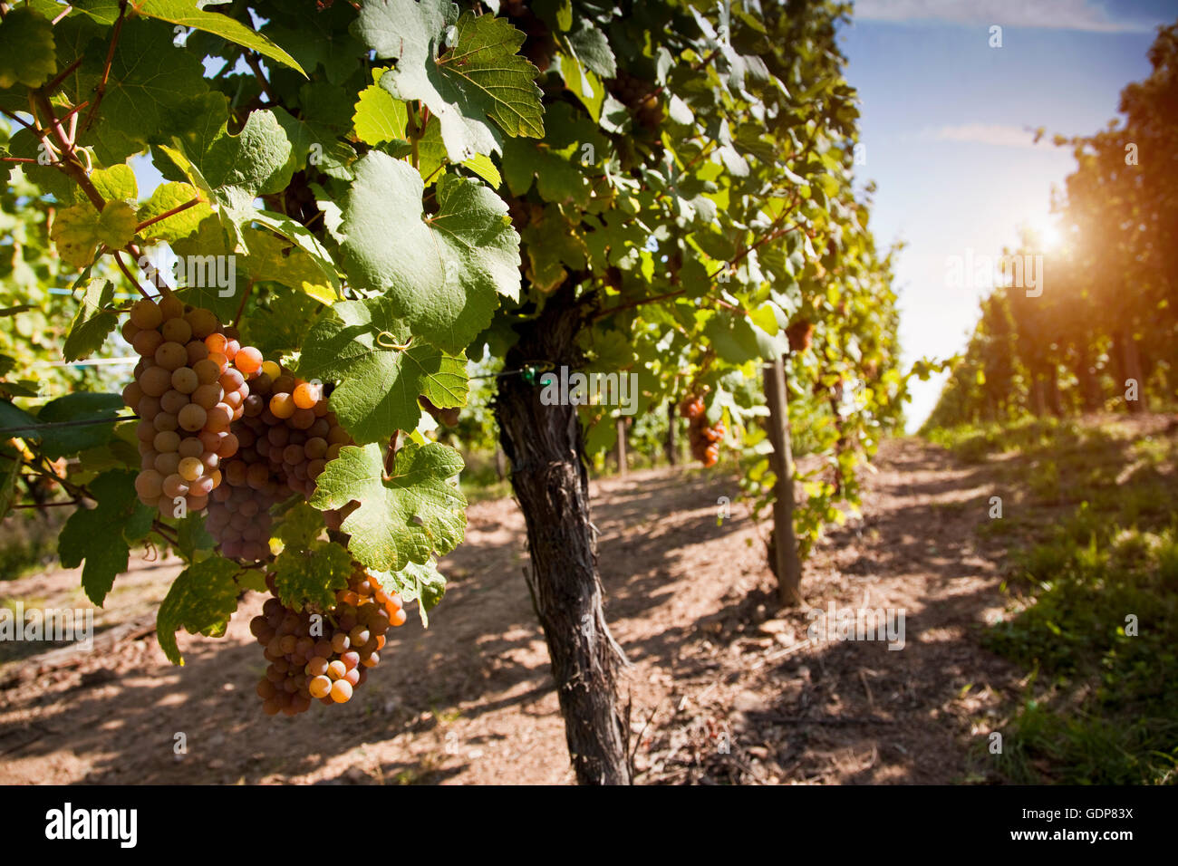 Rangées de vignes de raisins dans la vigne, Alsace, Lorraine, France Banque D'Images