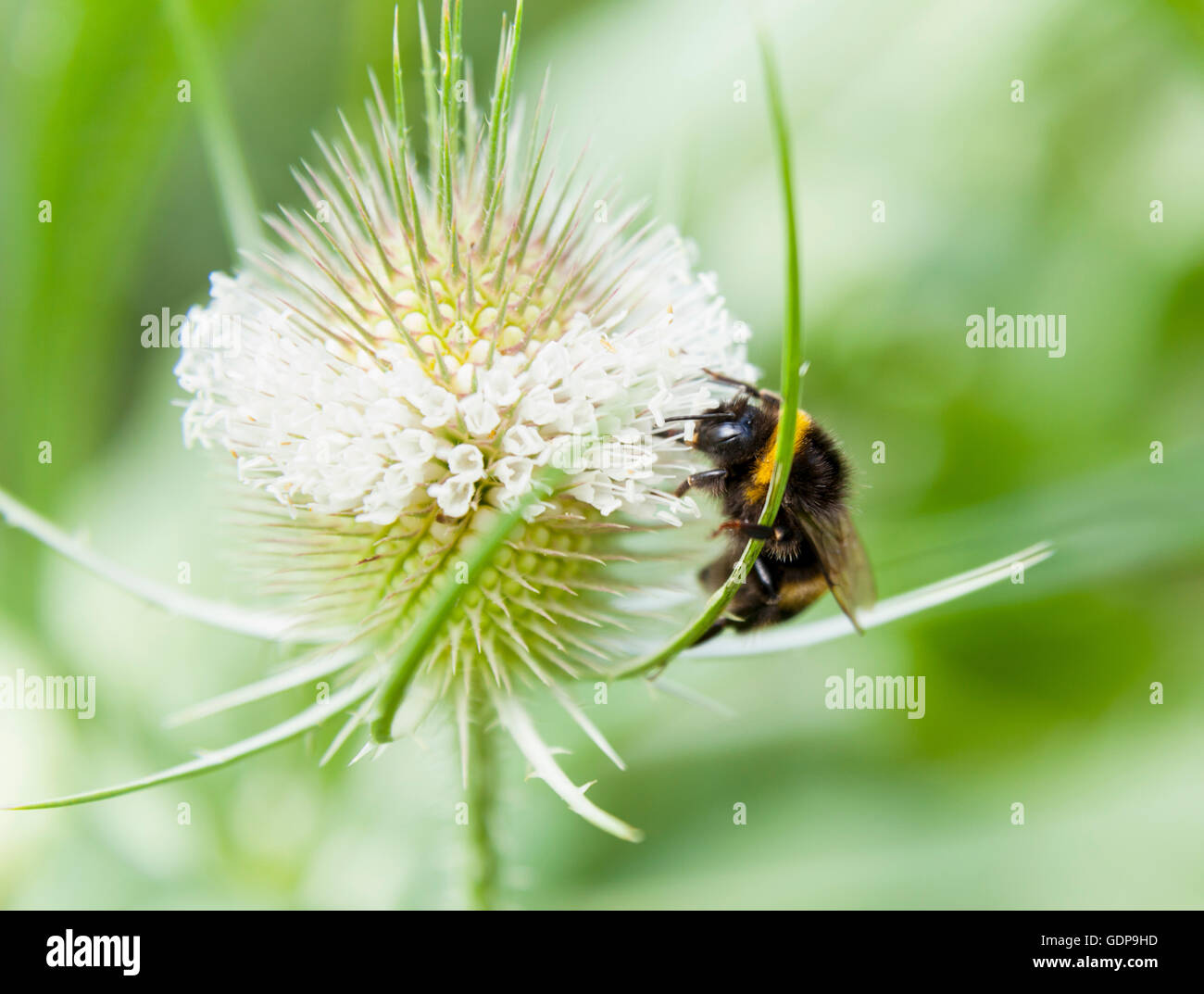 Close up de bumblebee se nourrissant de nectar de fleurs sauvages Banque D'Images