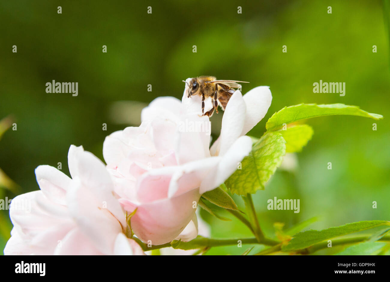 Close up of bee landing sur rose rose Banque D'Images