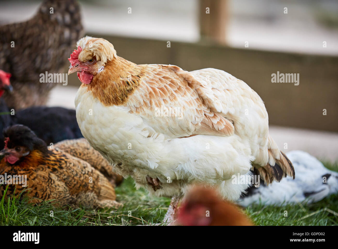 Poule poulet blanc et brun sur une cour d'une ferme Banque D'Images