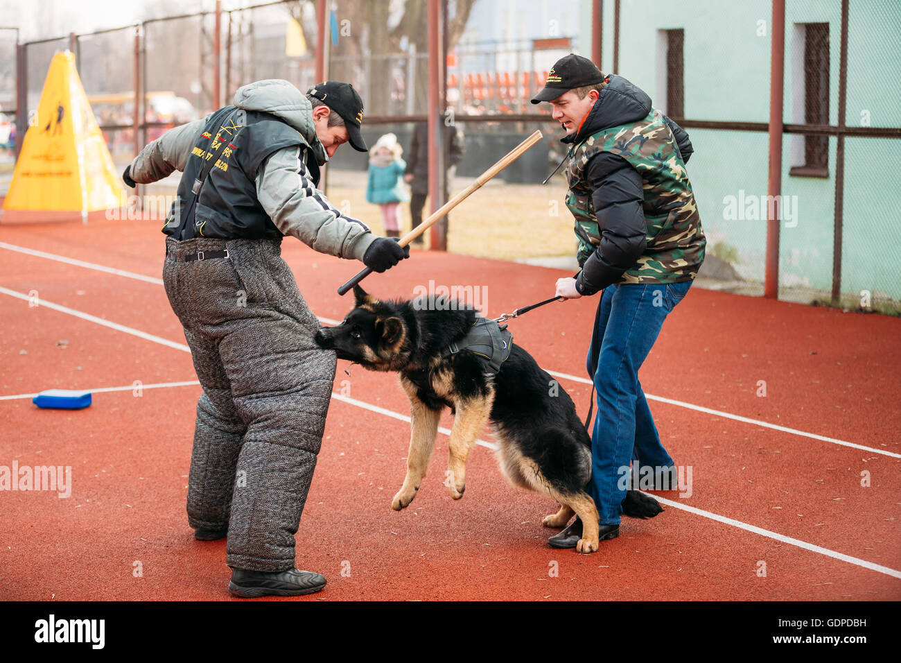 Gomel, Bélarus - 21 Février 2014 : formation de chien berger allemand à Gomel club sportif régional et décoratives d'élevage de chiens. Bitt Banque D'Images