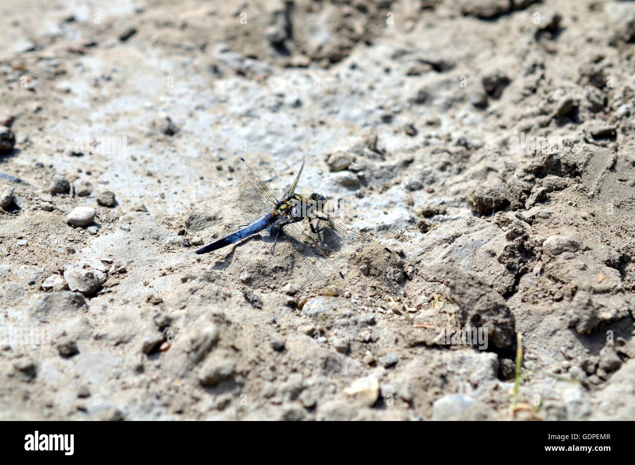Bleu libellule assis dans un paysage de sable en été Banque D'Images