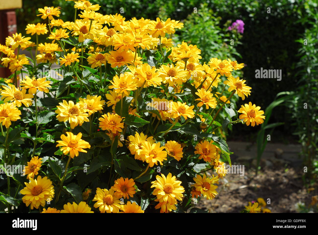 Graines De Tournesol Haut Double Astra Rose - Helianthus