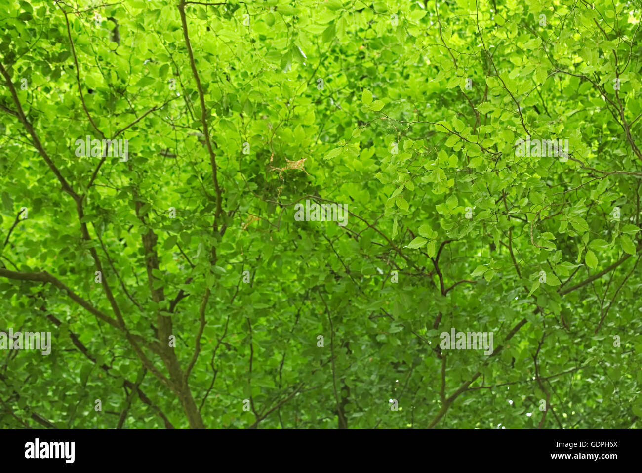 Vue vers le haut dans la forêt de hêtres, utilisable comme tissu de fond. Banque D'Images