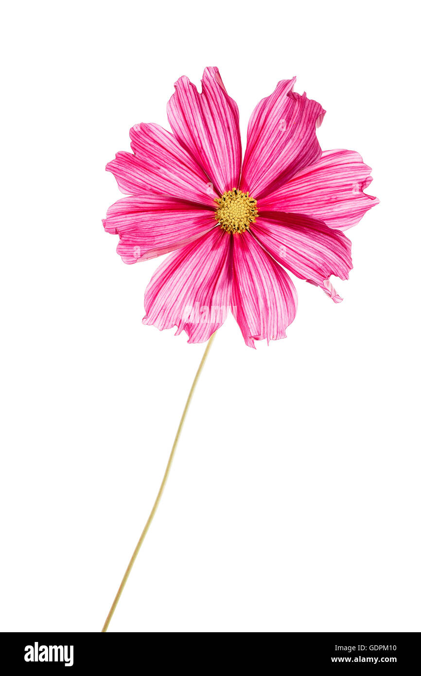 Cosmos fleur sur blanc. Banque D'Images