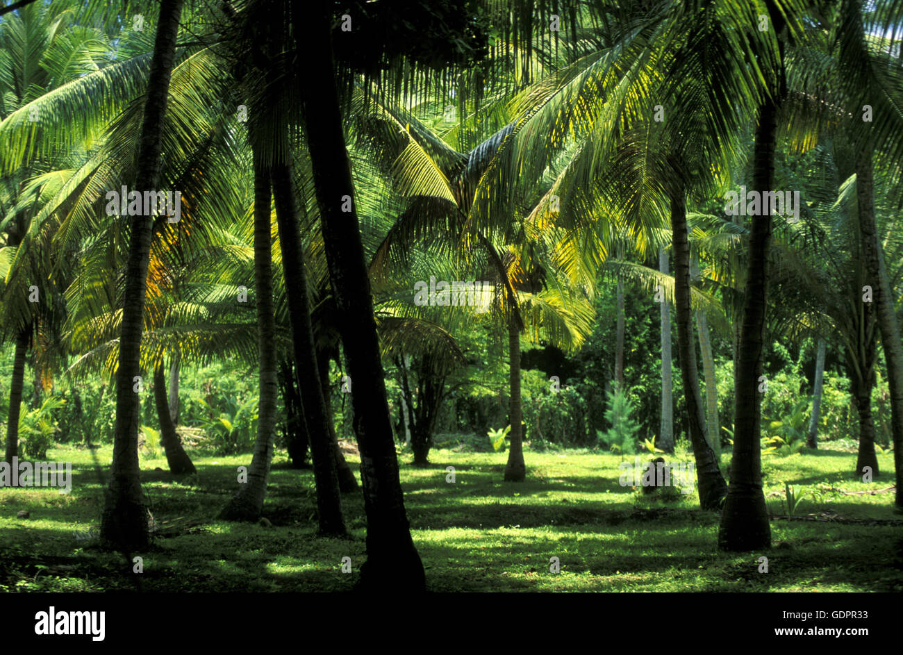 Palmenwald Der auf der Insel La Diegue auf den Seychellen 151 mit dem Meer des Indische Ozean. Banque D'Images
