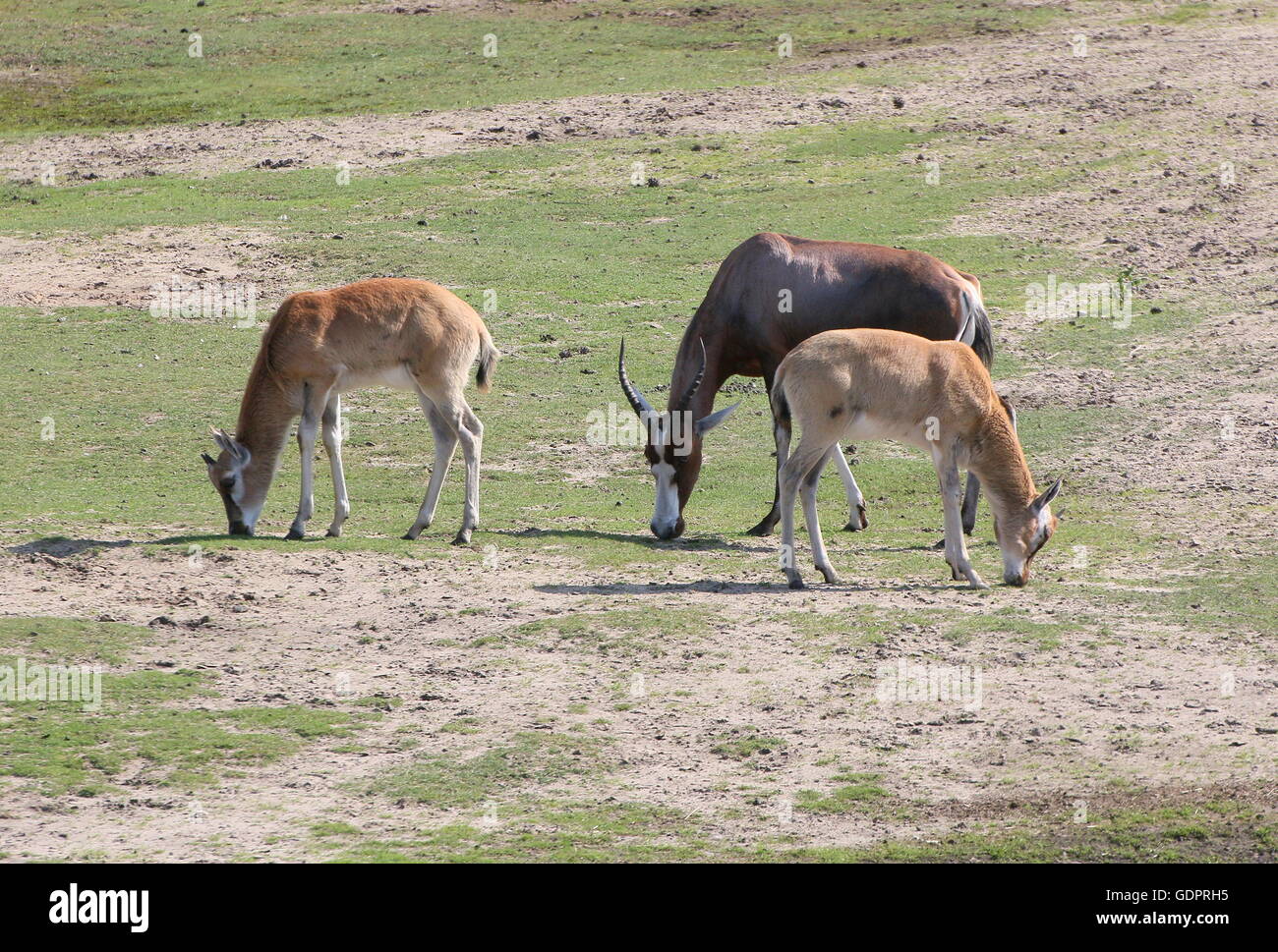 L'Afrique du Sud de pâturage ou antilopes Blesbuck Blesbok (Damaliscus pygargus Phillips), un animal mature et deux veaux Banque D'Images