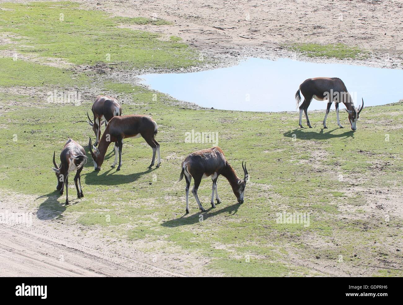 Troupeau de Blesbok sud-africain ou antilopes Blesbuck pâturage (Damaliscus pygargus phillips) près d'un abreuvoir Banque D'Images