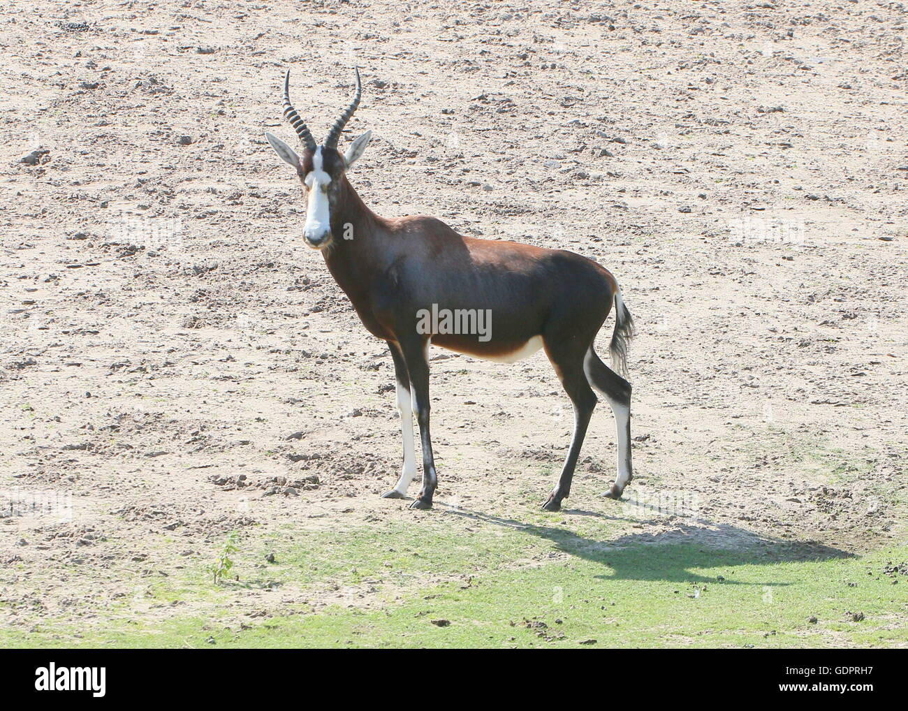 Afrique du Sud hommes mûrs ou antilope Blesbok Blesbuck (Damaliscus pygargus phillips) Banque D'Images