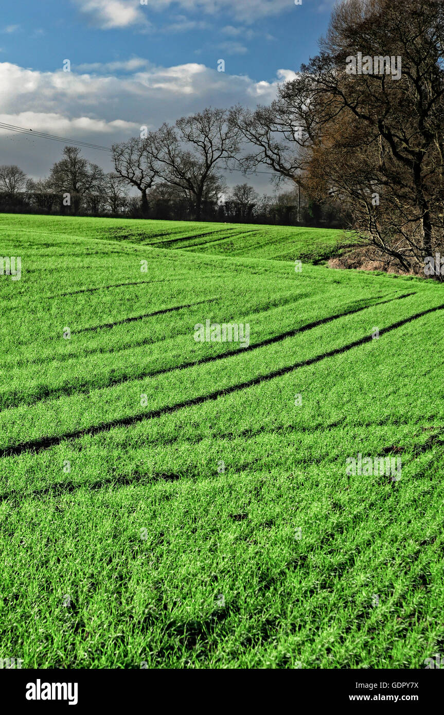 Terrain vallonné en campagne du Cheshire sur une journée ensoleillée, avec les jeunes des hivers lumineux vert herbe et véhicule les voies ; arbres sans feuilles en arrière-plan. Banque D'Images
