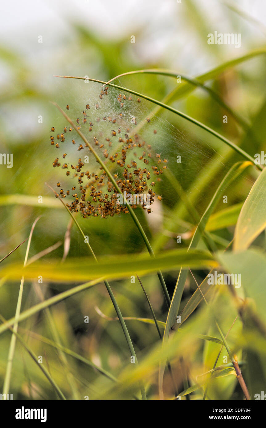 L'éclosion des oeufs d'araignées bébé sac sur des feuilles de bambou. Banque D'Images
