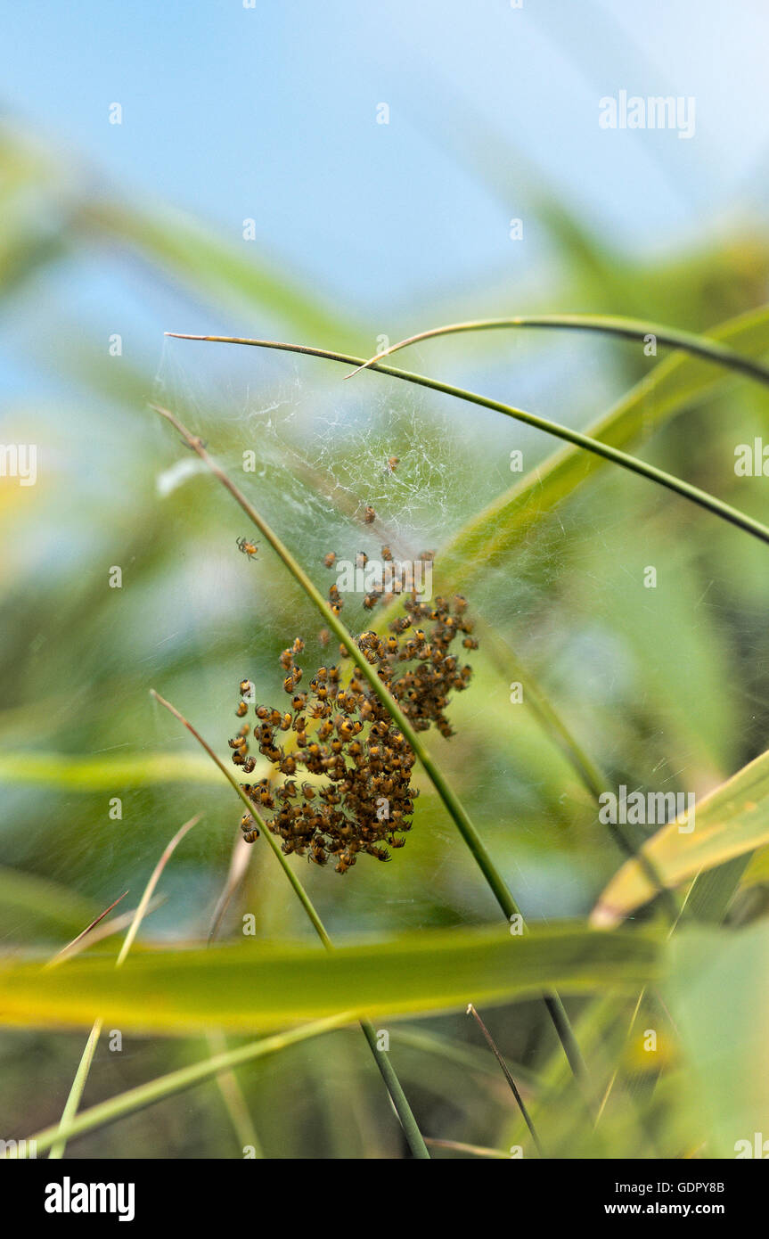 L'éclosion des oeufs d'araignées bébé sac sur des feuilles de bambou. Banque D'Images