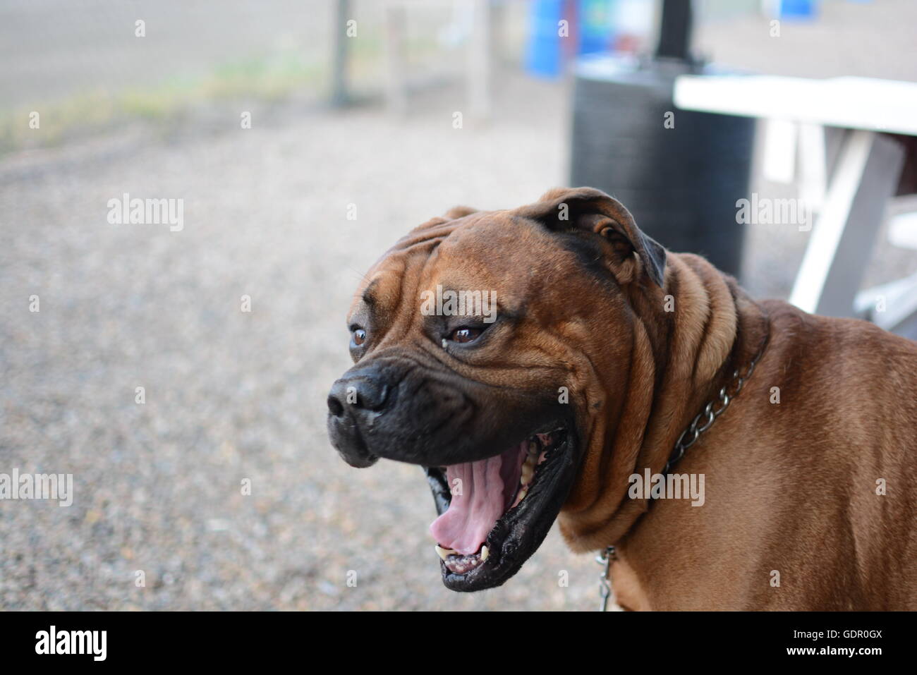 Im un gros chien Banque D'Images