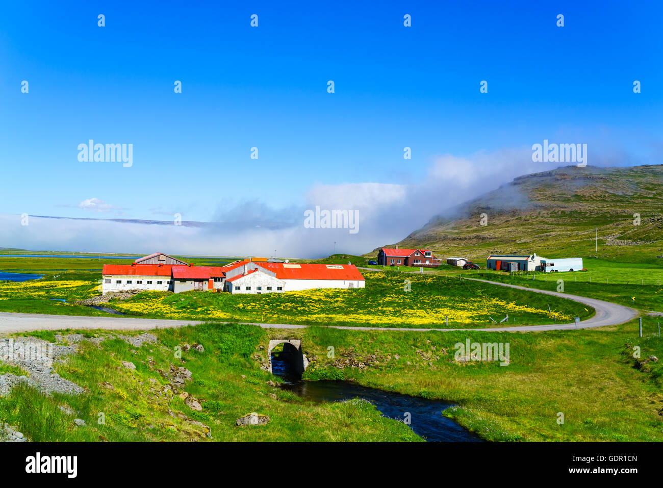 Avis de fleurs jaunes et de terrain à la montagne petit village en Islande Banque D'Images